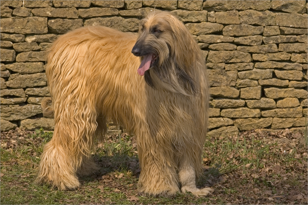 Shaggy dog